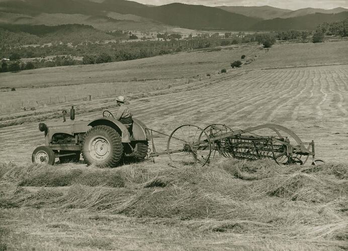 Man driving a tractor with a side delivery hay rake in field of mown hay.