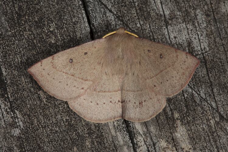 <em>Anthela acuta</em>, moth. Wilsons Promontory National Park, Victoria.