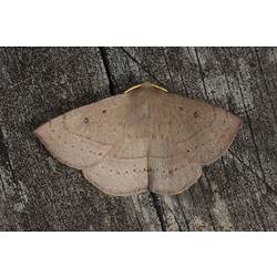 <em>Anthela acuta</em>, moth. Wilsons Promontory National Park, Victoria.