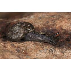 <em>Austrochloritis kosciuszkoensis</em>, Kosciuszko Carnivorous Snail. Alpine National Park, Victoria.