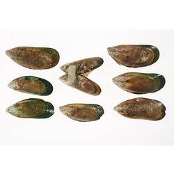 External side of eight brown and green mussel shells.
