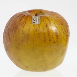 Wax model of an apple with a short stem, painted yellow and red. White label on top.