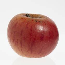 Wax model of an apple with stem, painted red with yellow flecks.