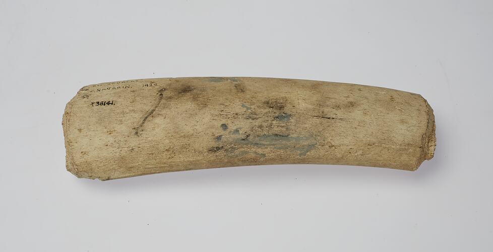 Bone implement, Yaghan, Rio Douglas, Navarino Island, Magallanes, Chilean Antarctic, Chile