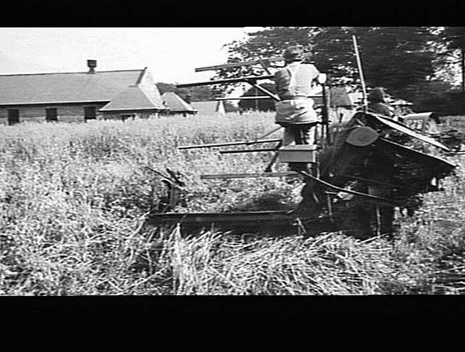 6B SUNSHINE BINDER OPERATING FOR THE YORKSHIRE W.A.E.C NEAR HALIFAX. ALTHOUGH (THIS PHOTO) SHOWS TWO LAND-GIRLS APPARENTLY OPERATING THE OUTFIT, THERE WAS USUALLY A MAN ABOUT. THE CROP OF OATS IN (THIS PHOTO) WAS PARTICULARLY HEAVY AND DOWN AND TANGLED: S