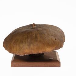 Mushroom Model - Psalliota Campestris (Agaricaceae), 1884-1888