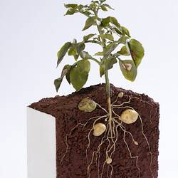 Wax model of green potato plant, showing the root system in brown soil. Three quarter view.