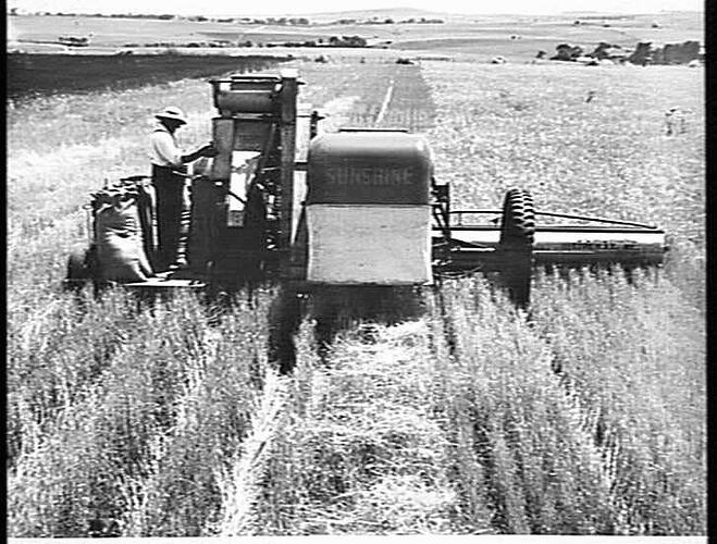 SUNSHINE NO.4 HEADER DRAWN BY A SUNSHINE MASSEY HARRIS TRACTOR, HARVESTING FORTY-TWO BUSHEL OF BARLEY TO THE ACRE ON THE FARM OF MR J. BARROW, BROADMEADOWS, VIC. DEC. 1946