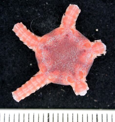 Back view of pink  brittle star with broken arms on black background with ruler.
