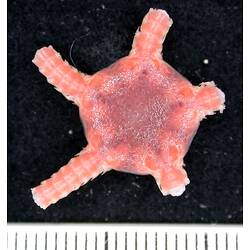 Back view of pink  brittle star with broken arms on black background with ruler.
