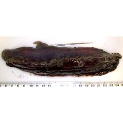 Side view of dark-purple sea cucumber with reduced appendage on white background with ruler.
