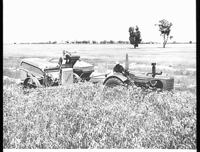ONE-MAN HARVESTING. MR. O. WILSON OF ROCHESTER, VICTORIA, WITH HIS SUNSHINE NO. 4 POWER-DRIVE HEADER AND SUNSHINE MASSEY HARRIS TRACTOR HARVESTING 36 BUSHELS OF MAGNET WHEAT TO THE ACRE: JAN 1951