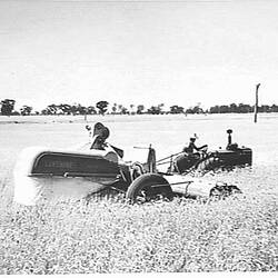 Photograph - H.V. McKay Massey Harris, A.W. Henderson with Sunshine No.4 Header Harvester & Massey-Harris 744 Diesel Tractor in 'Magnet' Wheat Crop, Pine Lodge, Victoria, Dec 1953