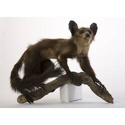 Taxidermied Aye-aye specimen mounted on branch.