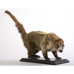 <em>Nasua nasua</em>, South American Coati, mounted specimen. Registration no. C 29938.