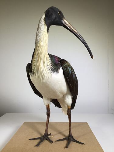 Taxidermy mount of black and white bird with long curved bill.