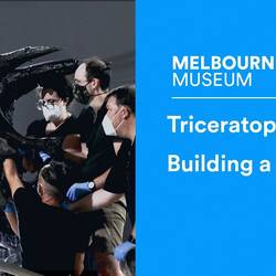 Triceratops: Building a giant