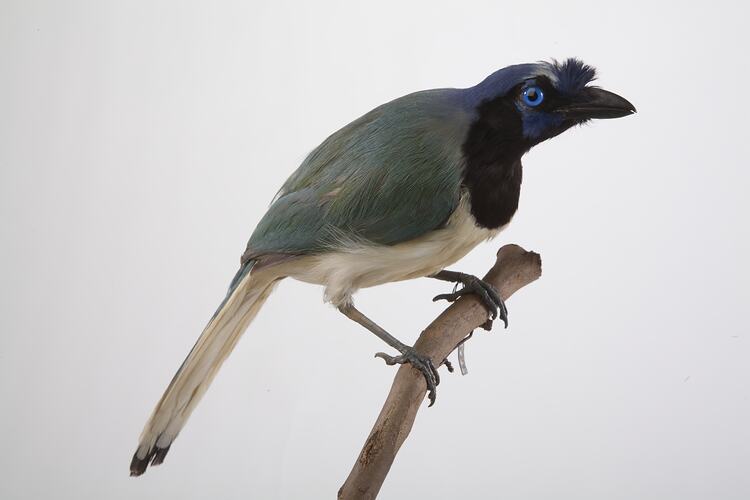 <em>Cyanocorax yncas centralis</em>, Green Jay, mount.  John Gould Collection.  Registration no. 24828.