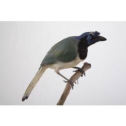 <em>Cyanocorax yncas centralis</em>, Green Jay, mount.  John Gould Collection.  Registration no. 24828.