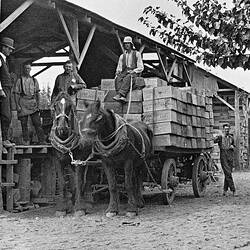 Negative - Loading Cases of Fruit for Jam on Horse-Drawn Wagon, Merrigum, Victoria, circa 1920