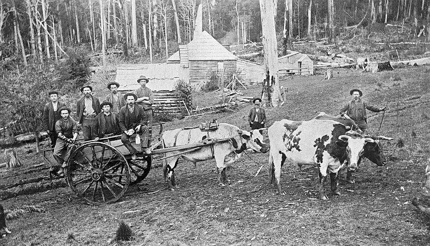 Negative - Miners on Bullock Cart at Settlement, Gippsland, Victoria, circa 1900