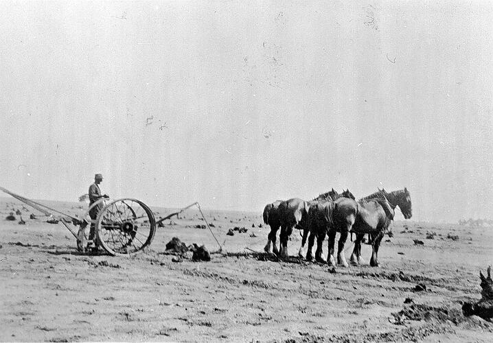 [A horse team grubbing Mallee tree stumps on the Winnambool Soldier Settlement, Mallee, 1941.]