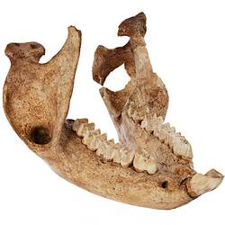 Lower jaw bone with teeth.
