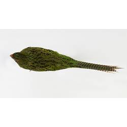 Mottled green parrot specimen mounted in seated pose.