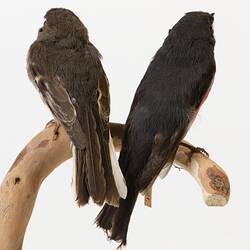 Two small bird specimens, mounted on a branch.