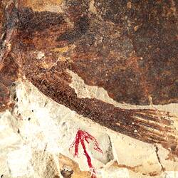 Brown fossil fish in pale matrix, detail.