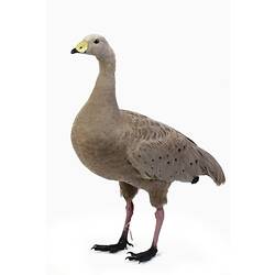 Grey goose specimen mount with pale yellow beak.