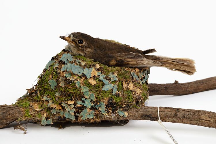 Small bird specimen mounted inside a nest on a branch.