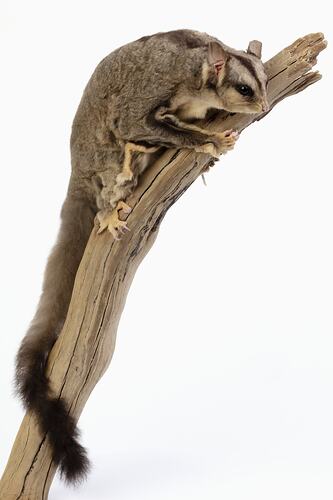 Grey possum specimen with long tail mounted to a branch.