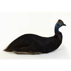 Large black bird specimen with a blue head mounted in a sitting pose.