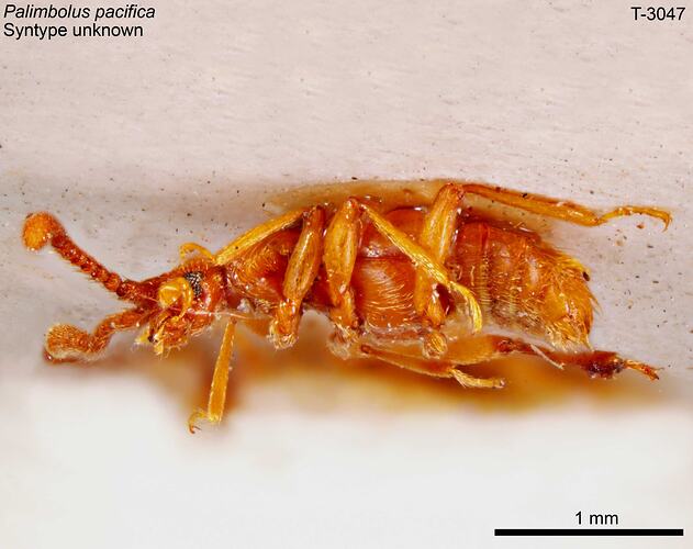 Beetle specimen, lateral view.