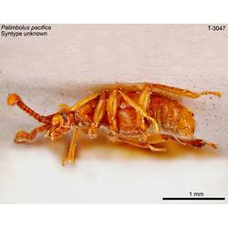 <em>Palimbolus pacificus</em> Wilson, 1923