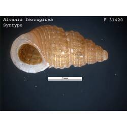 <em>Alvania ferruginea</em>, marine snail.  Syntype.  R.F. Geale Collection.  Registration no. F 31420.