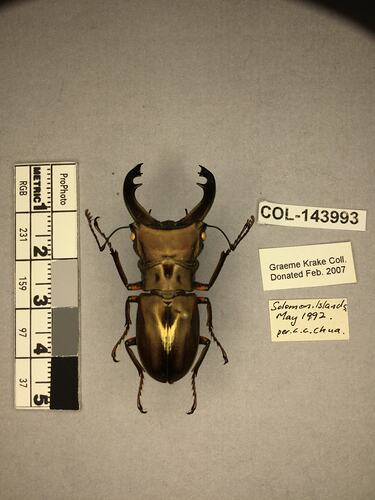 Shiny metallic brown beetle specimen with large mandibles, pinned next to text labels.