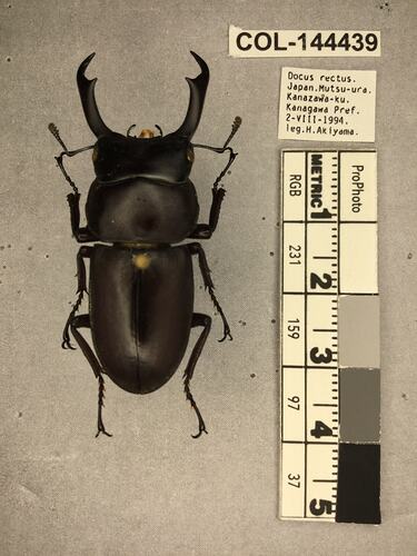 Shiny brown beetle specimen with large mandibles, pinned next to text labels.