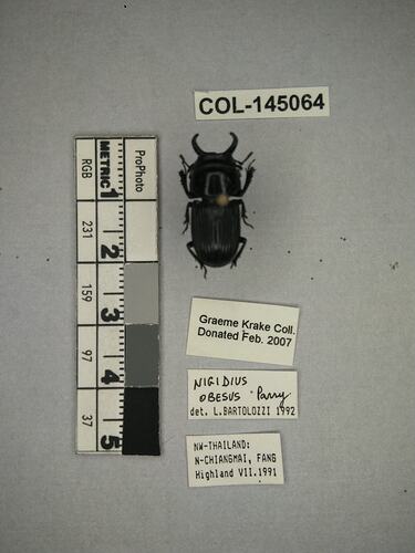 Shiny brown beetle specimen with large mandibles, pinned next to text labels.