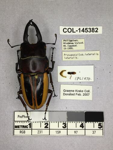 Shiny brown beetle specimen with large mandibles, pinned next to text labels.