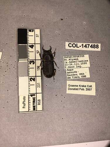 Shiny brown beetle specimen with large mandibles, pinned next to text labels.