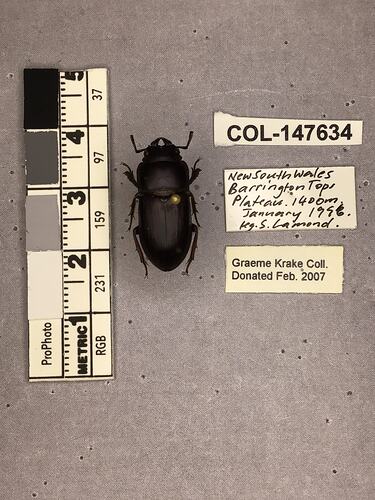 Shiny brown beetle specimen with large mandibles, pinned next to text labels.