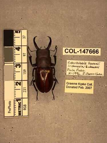 Shiny brown beetle specimen with large mandibles, pinned next to text labels.