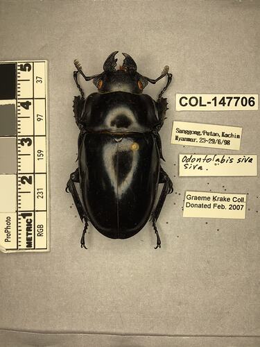 Shiny brown beetle specimen with large mandibles, pinned next to text labels.