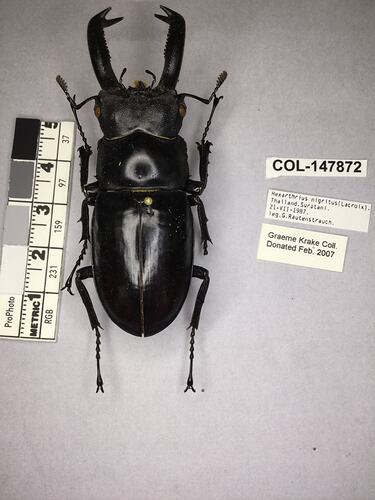 Shiny brown beetle specimen with large mandibles, pinned next to text labels.