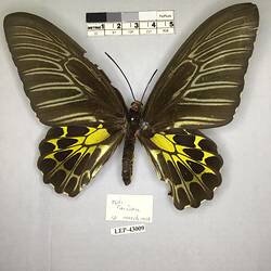 Pinned butterfly specimen beside label.