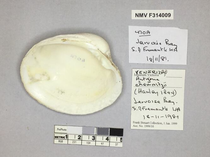 Dry Venus Clam shell beside labels.
