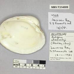 Dry Venus Clam shell beside labels.