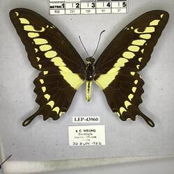Pinned butterfly specimen beside label.